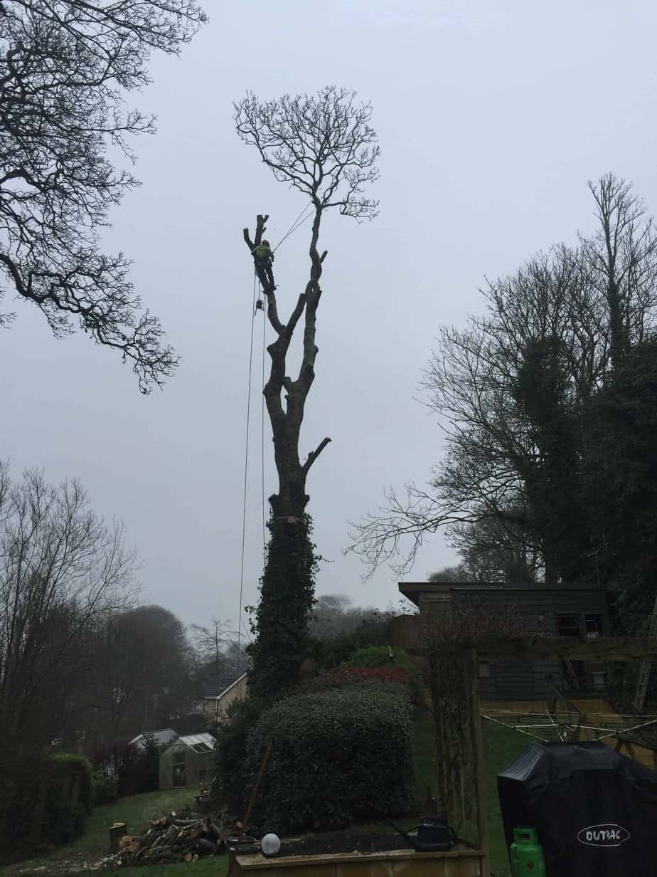 Sycamore-removal-St-Columb